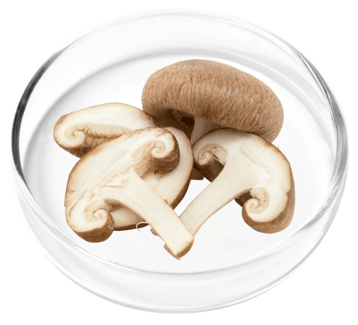 Ginkgo Biloba