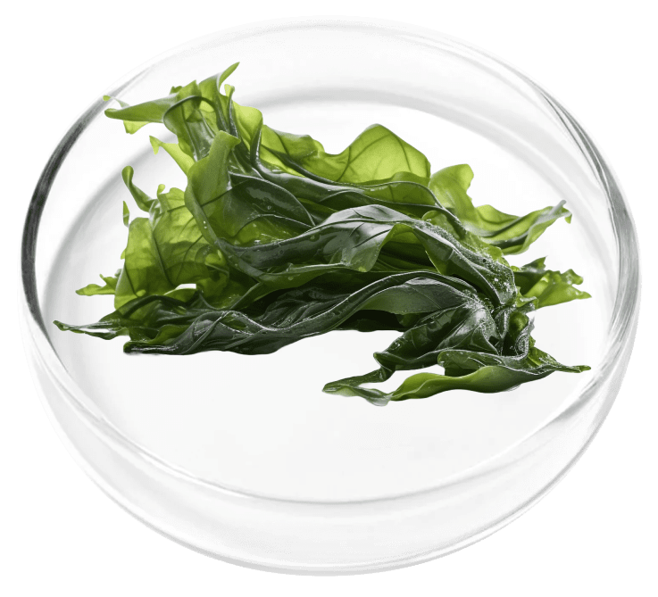 Vinpocetine
